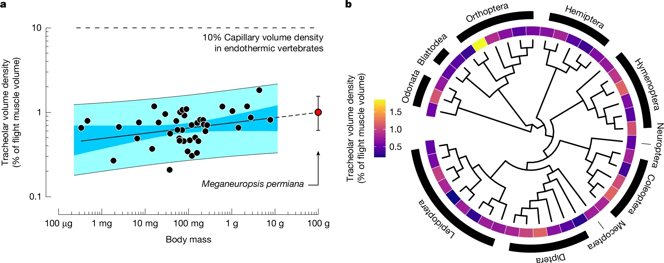 The relative space occupied by tracheoles in the flight muscle of insects increases with body size but is typically 1% or less in most species.