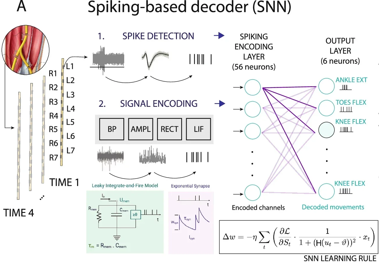 Spiking neural networks to decode phantom movements from the intraneural recordings.