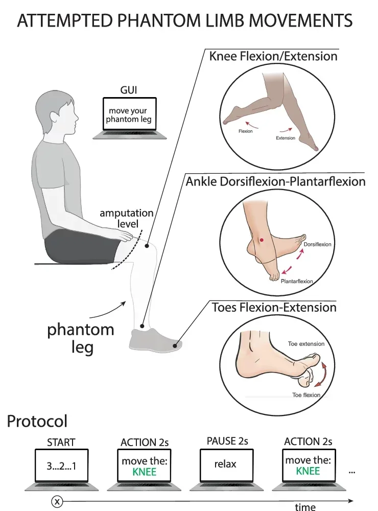 Subjects were asked to move their phantom limb following the instructions displayed on a screen. The protocol consists in knee-ankle-foot movements of 2 s interleaved with 2 s of pause.