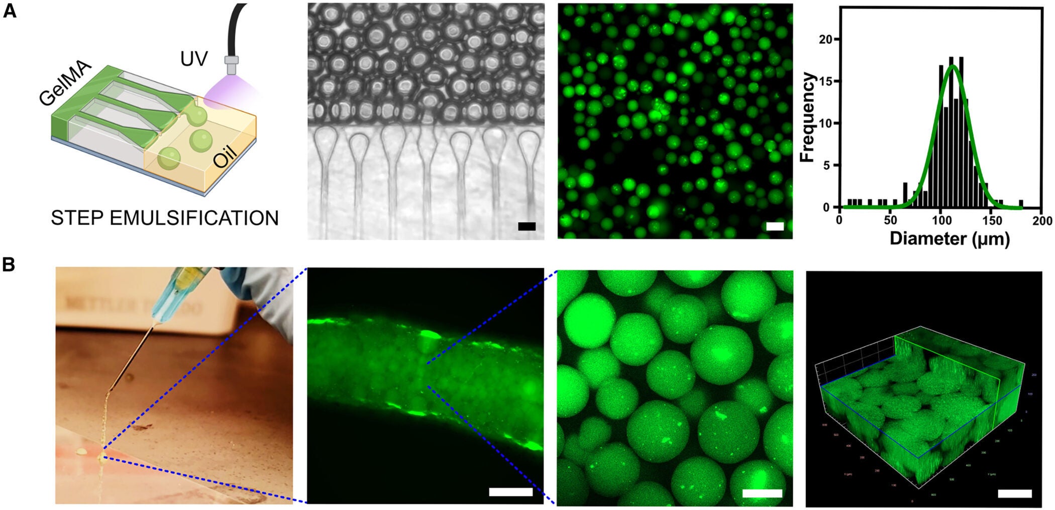 GelMA microspheres form injectable, macroporous scaffolds that integrate with host tissue and can be delivered under ultrasound guidance