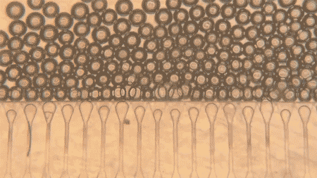 Researchers used a microfluidic device to generate hydrogel microspheres of uniform shape and size. These spheres are then mixed with hepatocytes and injected into the body, where they form stable mini livers.