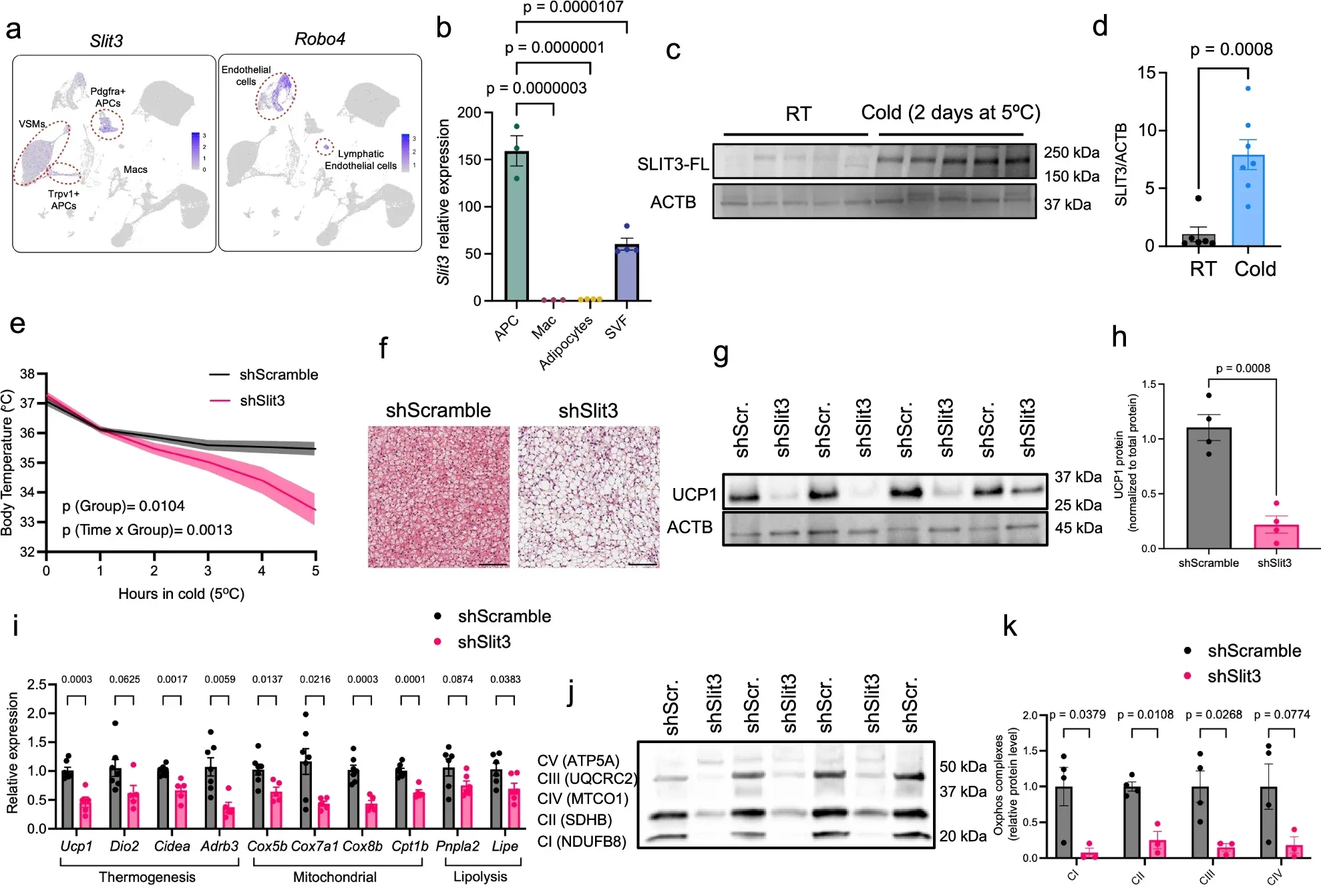 Axon Guidance Molecule Slit3 is essential for BAT thermogenesis.
