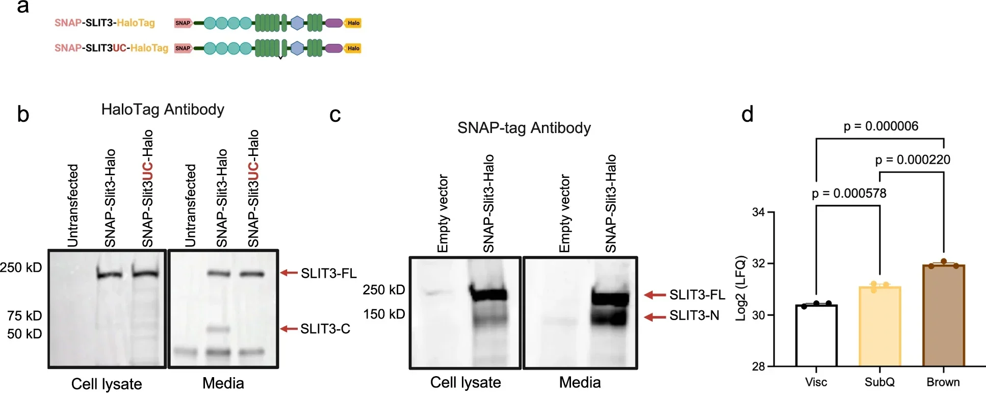 BMP1-mediated proteolytic cleavage of SLIT3 generates two secreted ligands.