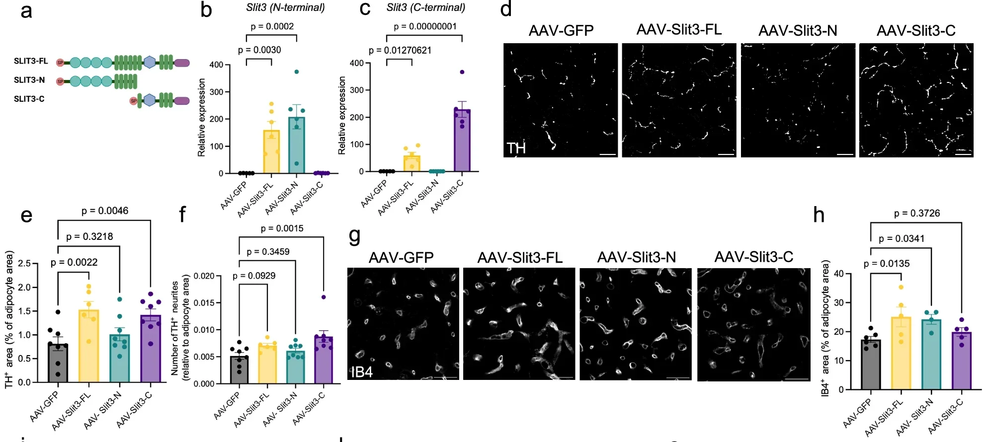 SLIT3 fragments promote angiogenesis and sympathetic innervation in BAT.