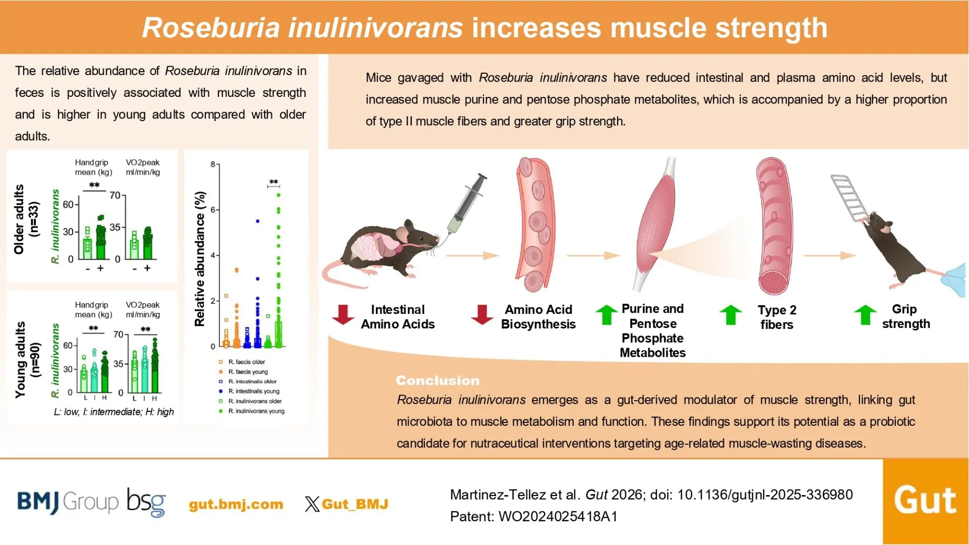 Graphical abstract of the study parameters.