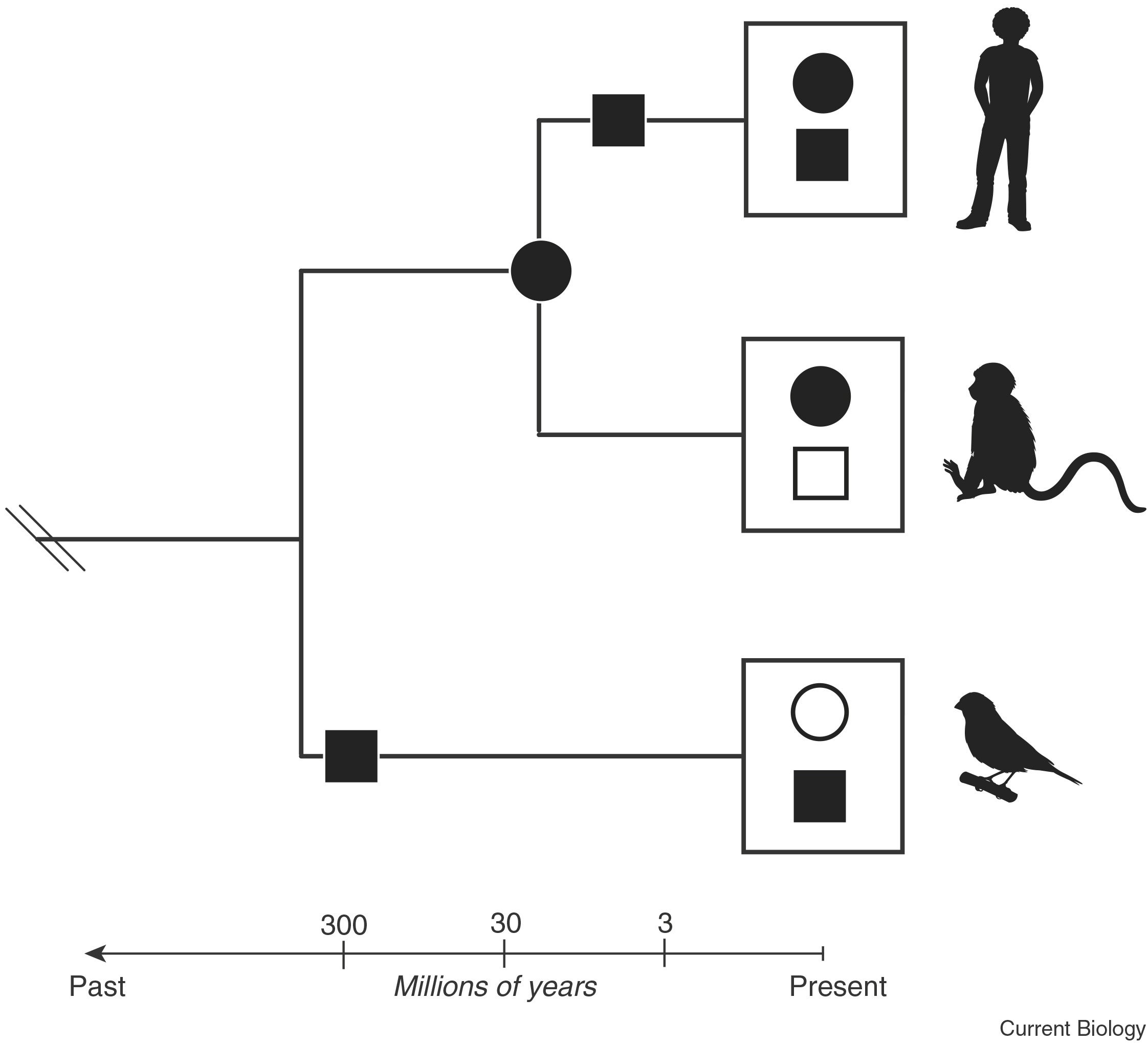 Diagrammatic representation of the comparative approach. It shows a hypothetical phylogenetic tree that illustrates the evolution of several traits that humans may share with monkeys and birds. Filled shapes represent a hypothetical trait (such as vocal learning or beat perception); open shapes indicate the absence of that trait.