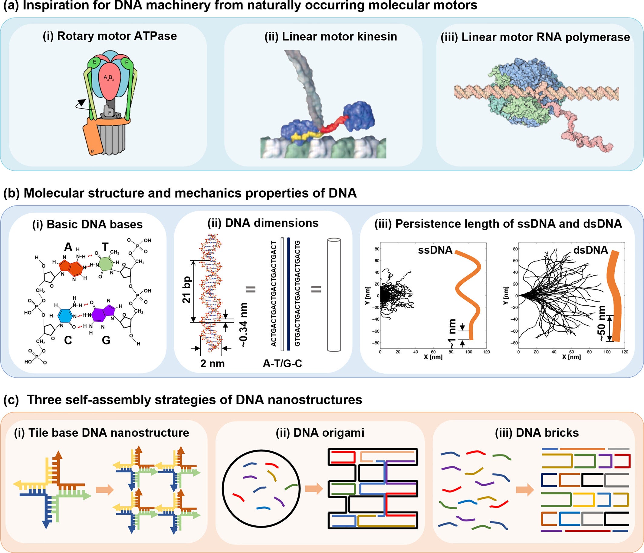 DNA machines inspiration from nature molecular motors, DNA properties and self-assembly.