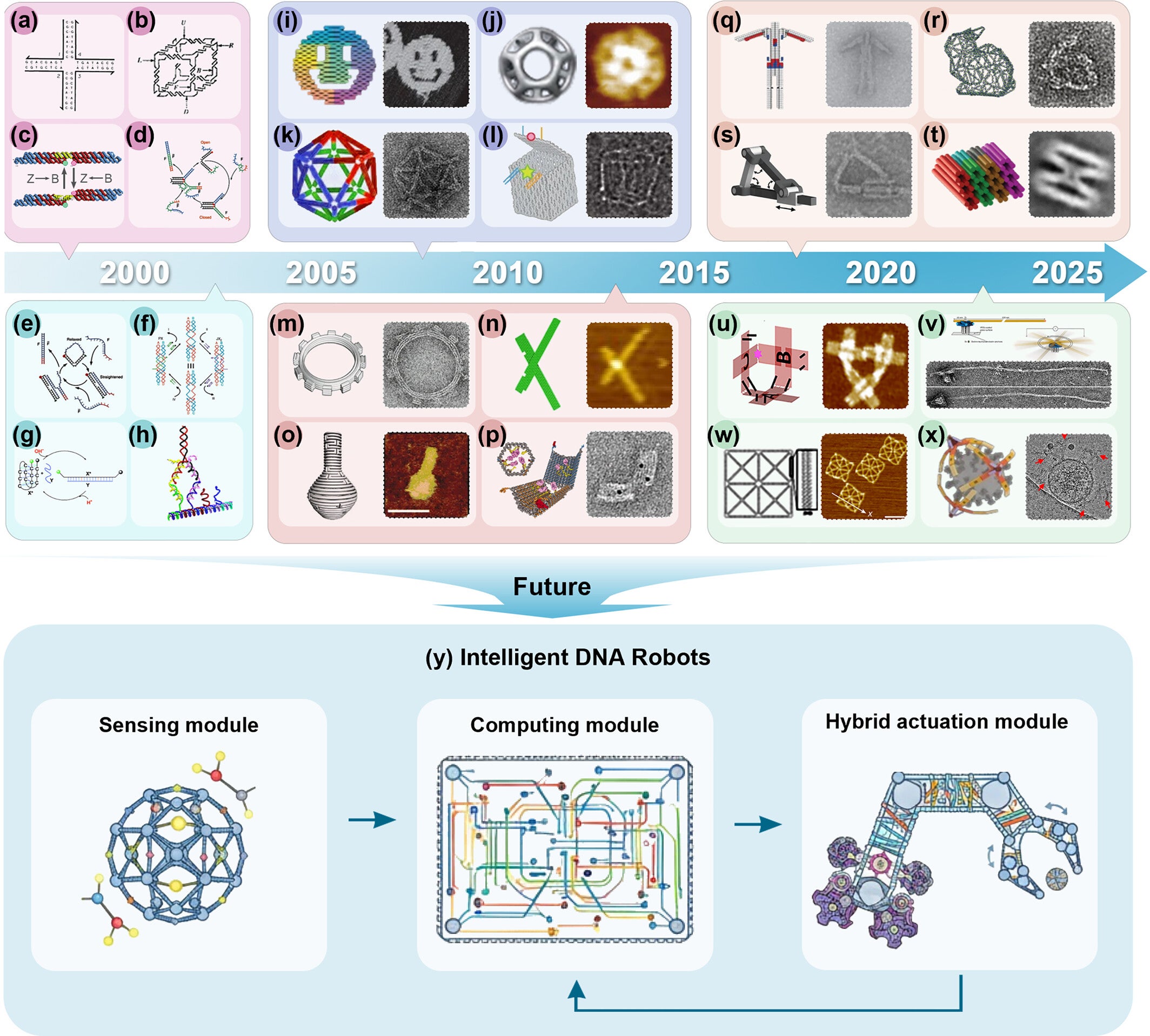 DNA nanostructures and molecular machines.