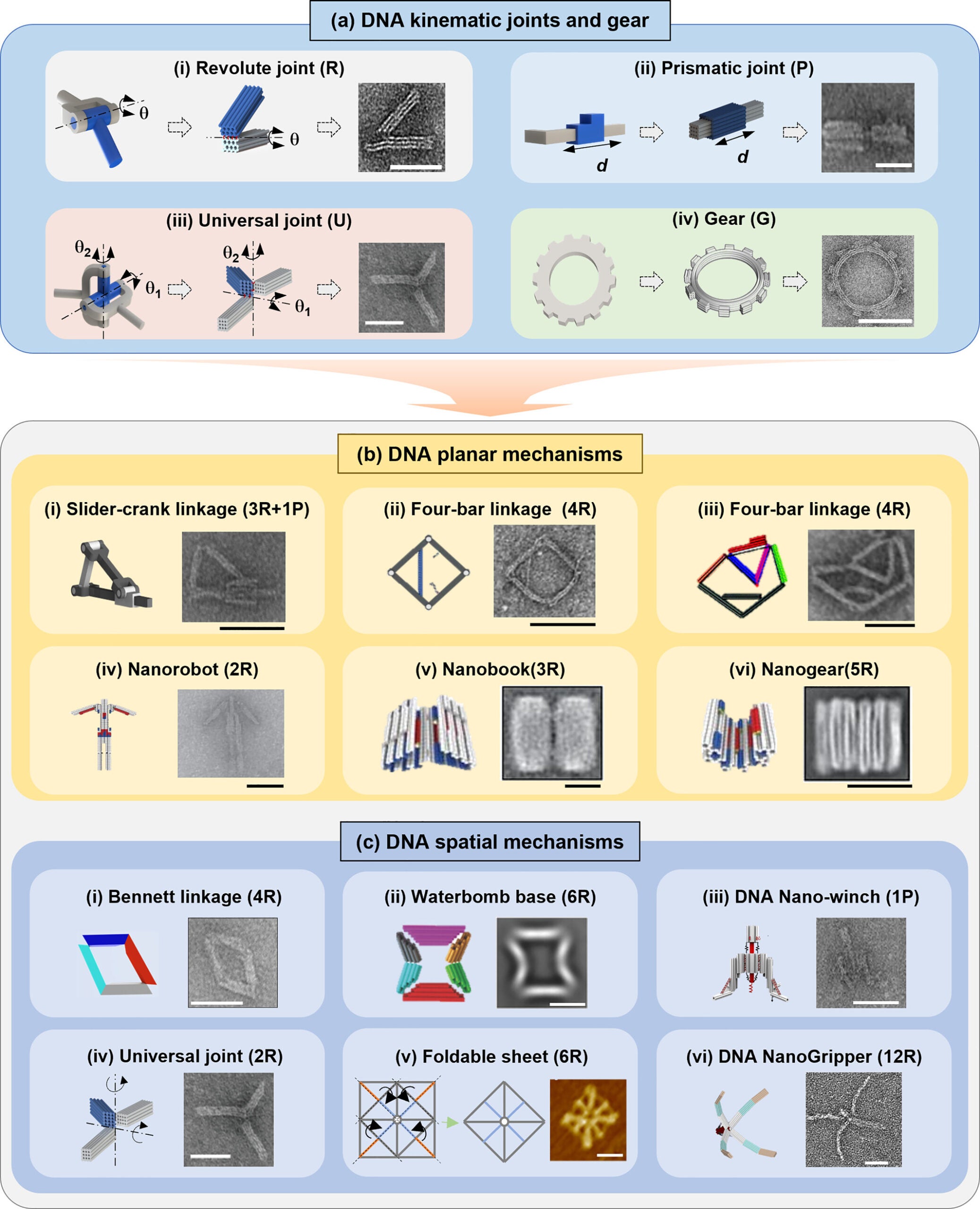 DNA kinematic joints and mechanisms.