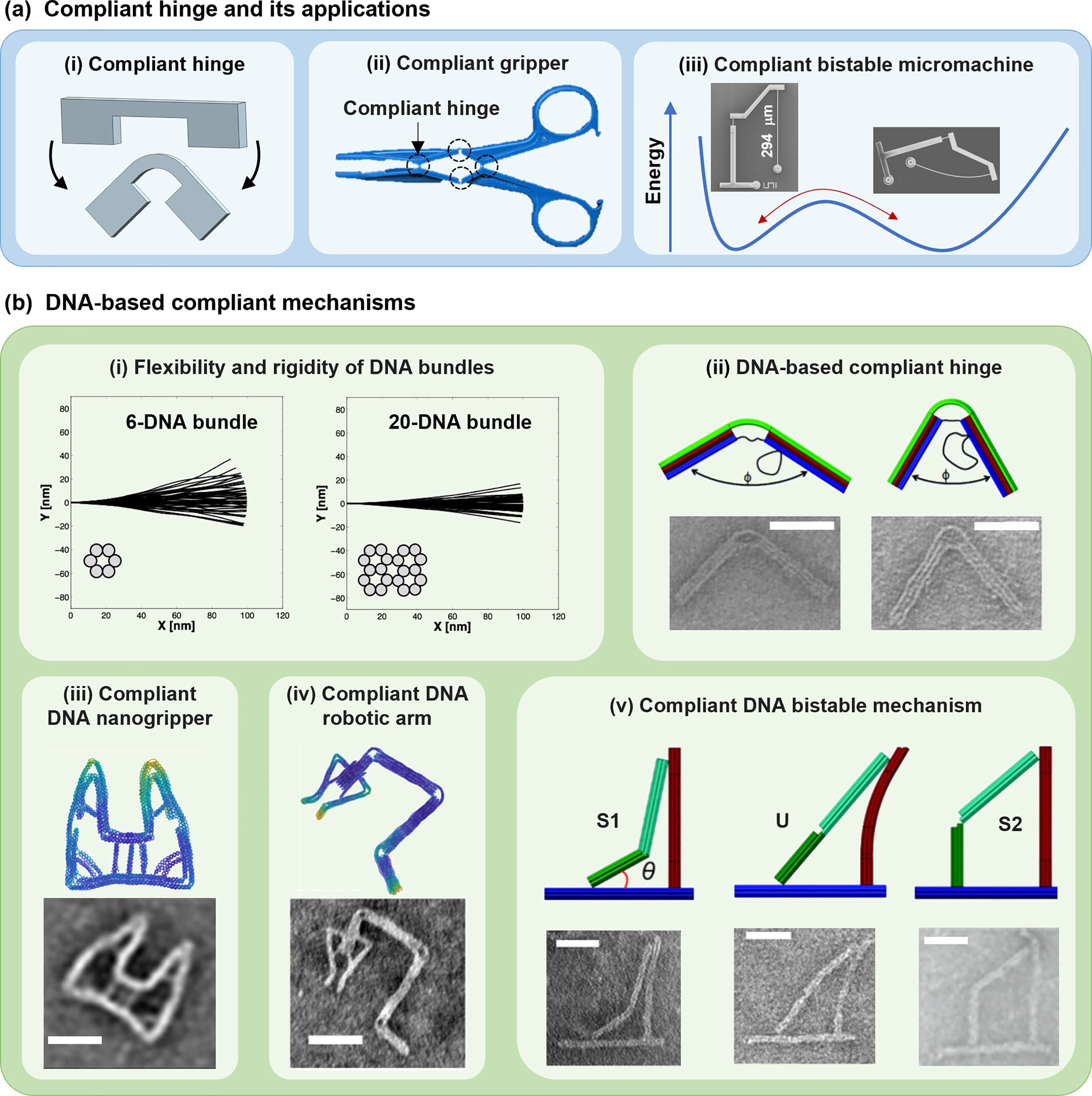DNA compliant mechanisms.
