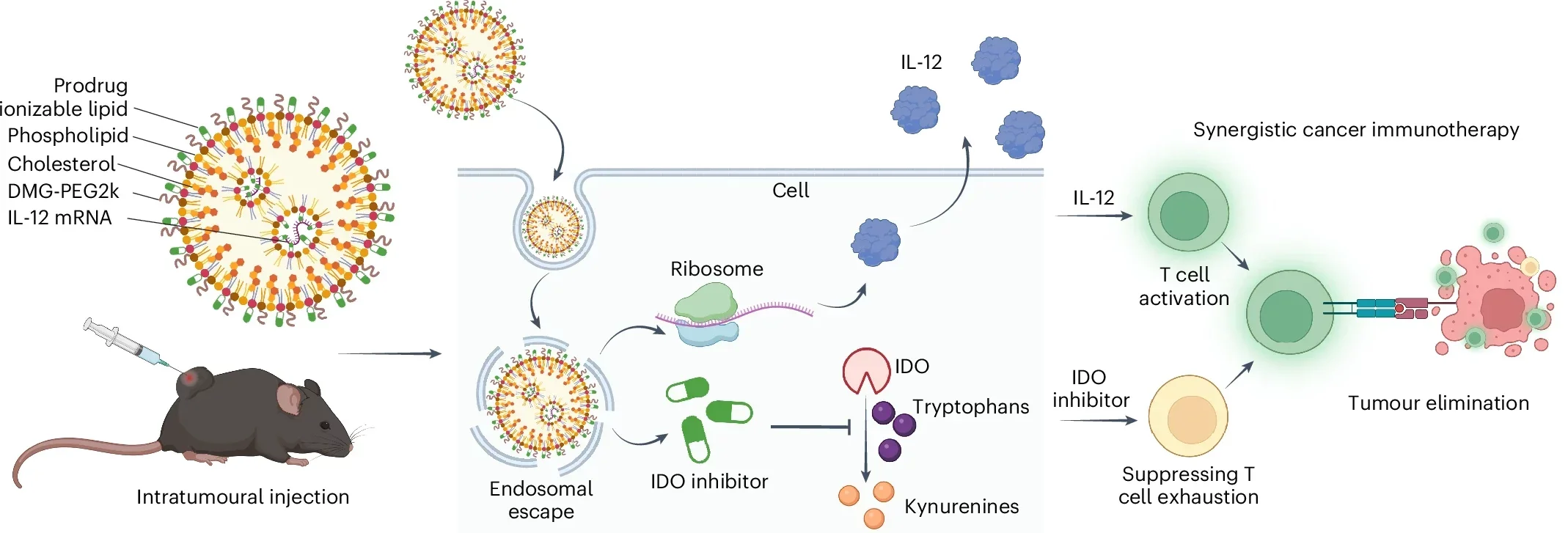 Scheme showing intratumoural injection of pLNPs, which are composed of pILs, phospholipid, DMG-PEG, cholesterol and IL-12 mRNA.