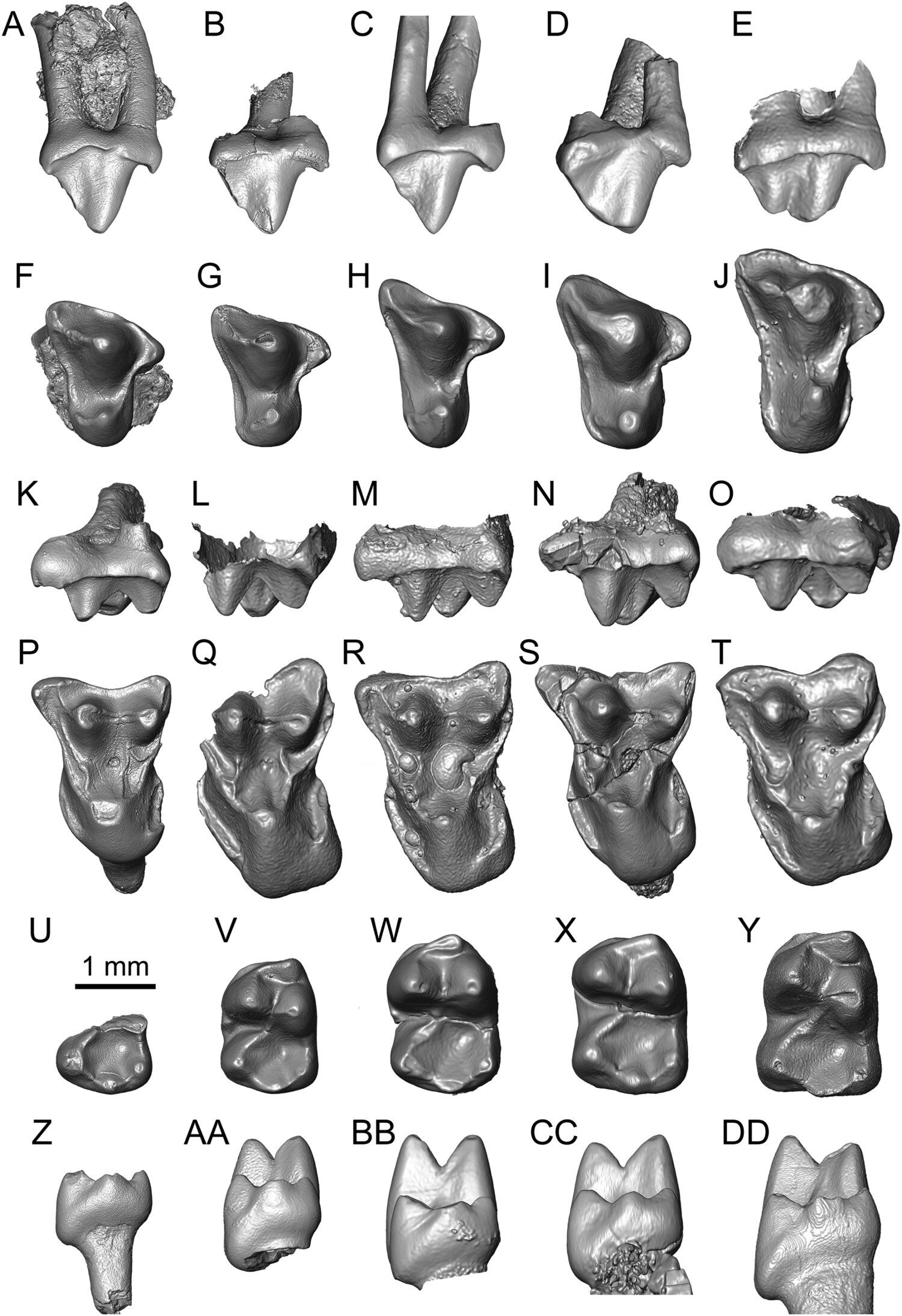 Comparison of micro-CT scan renderings of Purgatorius P4s in buccal, A–E and occlusal, F–J views, M2s in buccal, K–O and occlusal, P–T views, and m1s in occlusal, U–Y and distal, Z–DD views, with several specimens reversed to facilitate comparisons
