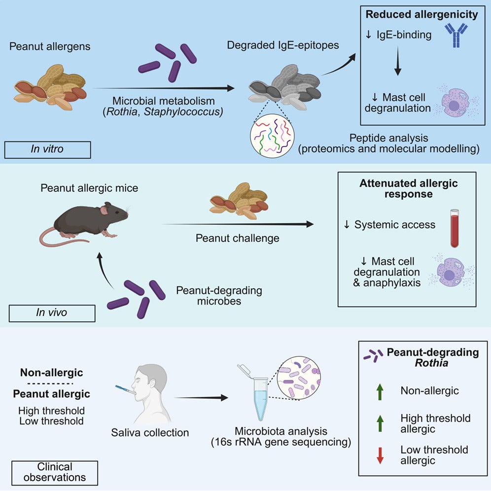 A graphical abstract of the study. (CREDIT: Cell Host & Microbe)