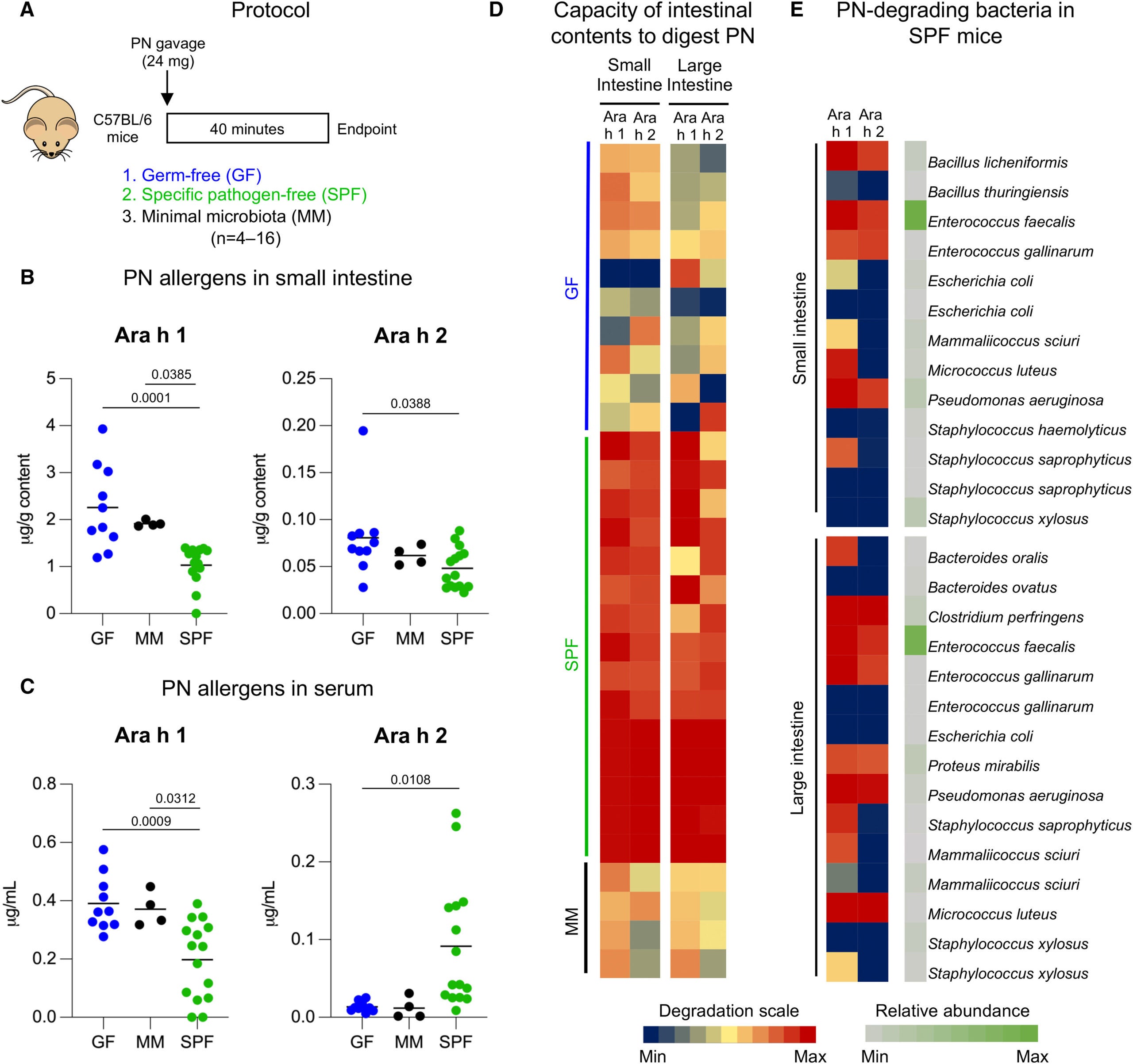 Microbiota participates in allergen metabolism in vivo.