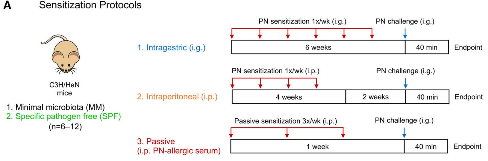 Limited microbial PN metabolism amplifies mucosal anaphylaxis markers