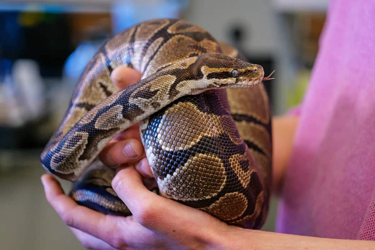 A molecule in python blood that rises 1,000-fold after feeding and suppresses appetite in mice without the side effects of GLP-1 drugs like Ozempic.