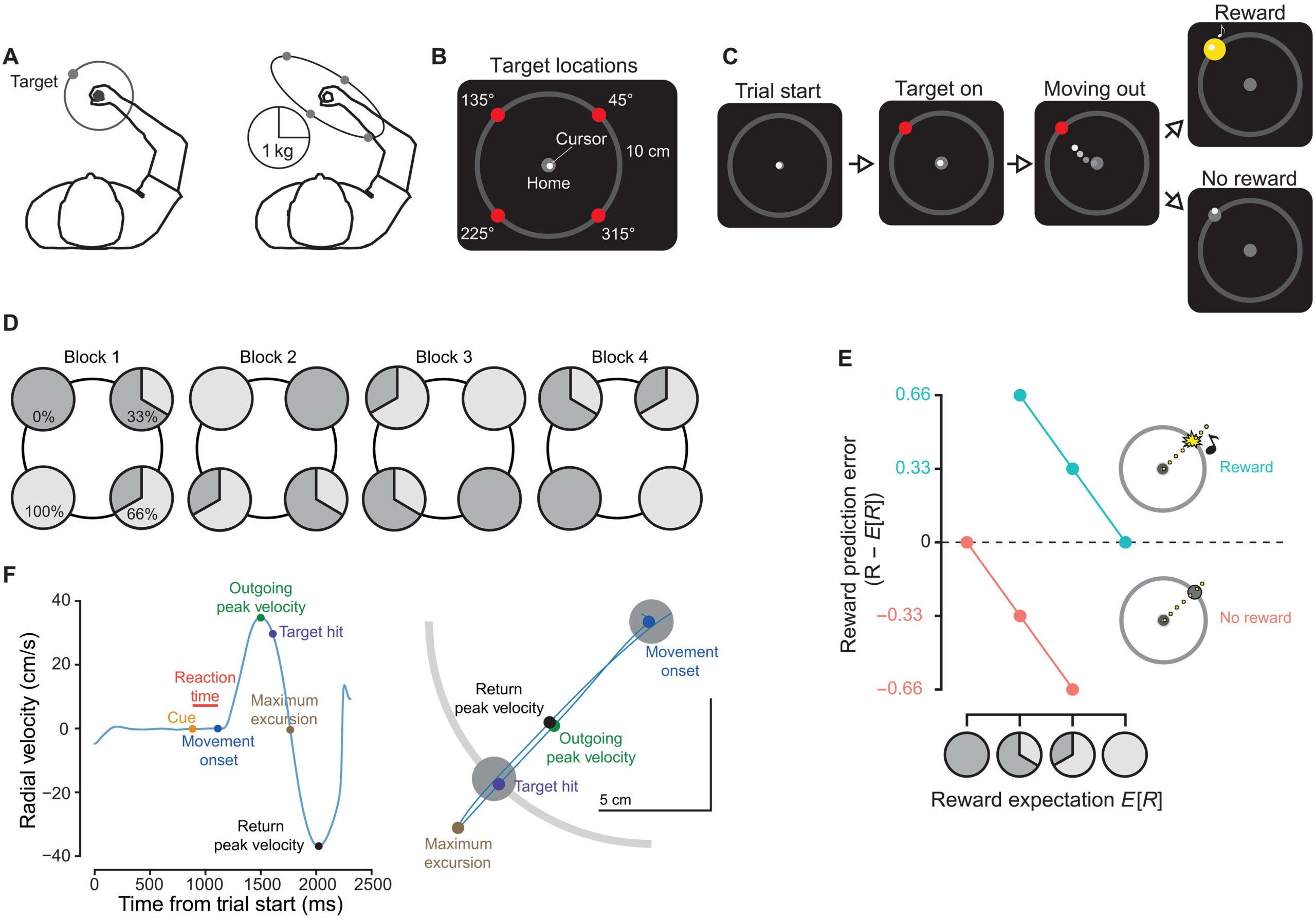 Experimental protocol.