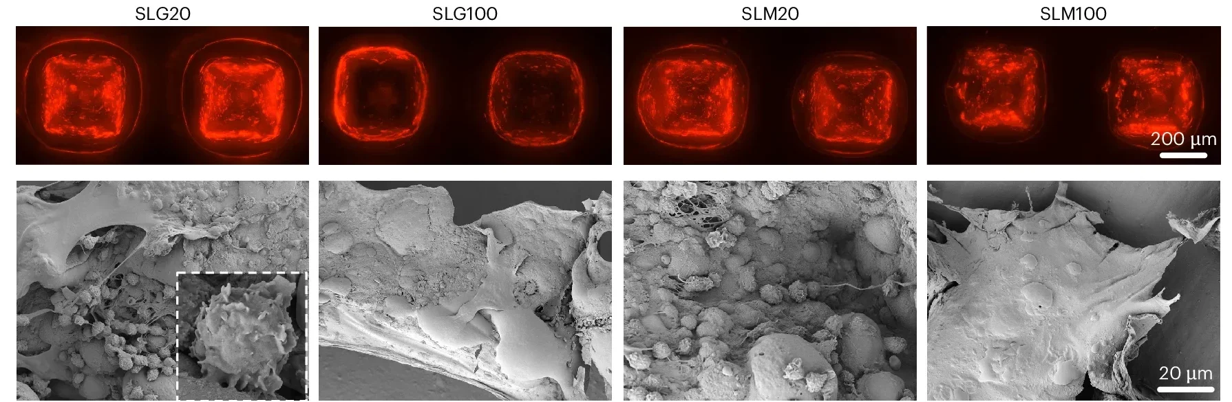 Identifying properties of hydrogel-coated microneedles for optimized cell sampling.
