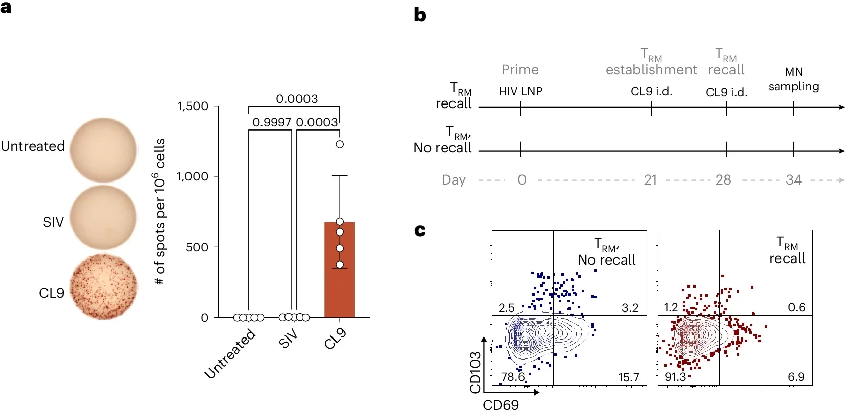 TRM-enabled MN patch sampling of virus-specific T cells primed by mRNA vaccination.