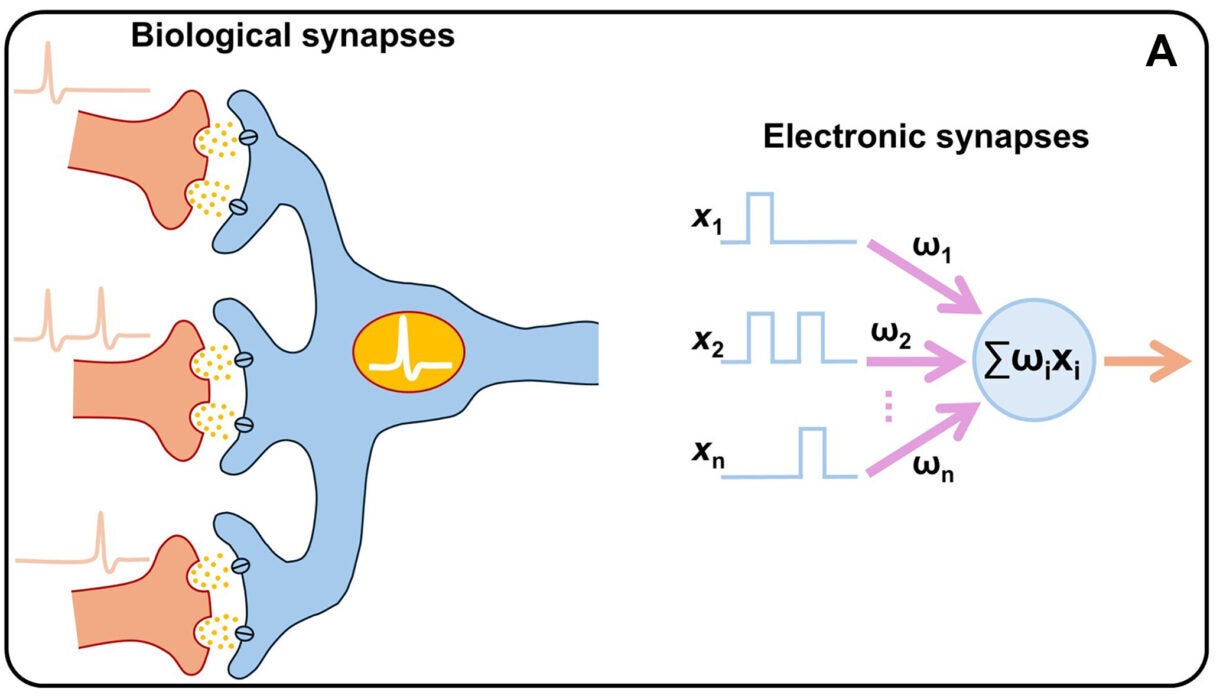 Neuromorphic characteristics (synaptic plasticity). Simplified schematic illustrations of biological and electronic synapses.