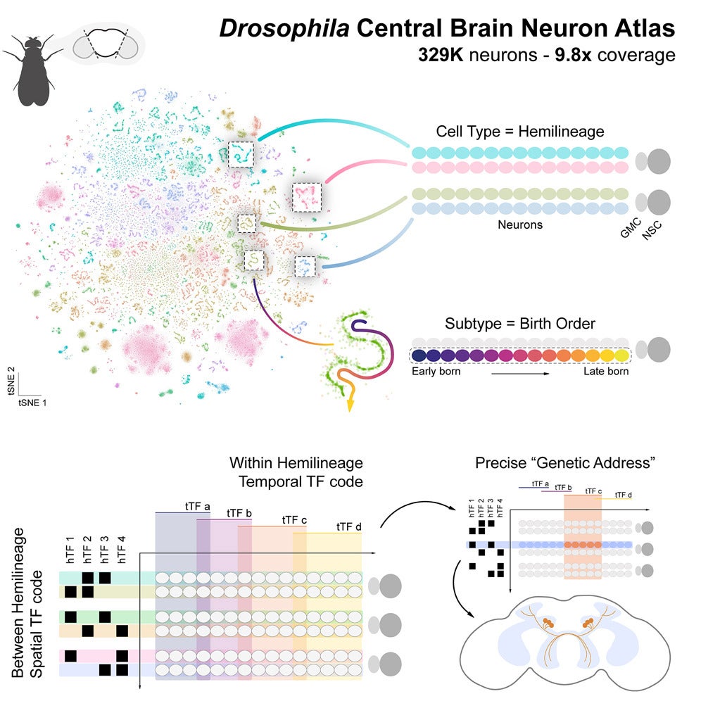 Graphical abstract of the study. Gene expression shapes the nervous system at every biological level, from molecular and cellular processes defining neuronal identity and function to systems-level wiring and circuit dynamics underlying behavior. 