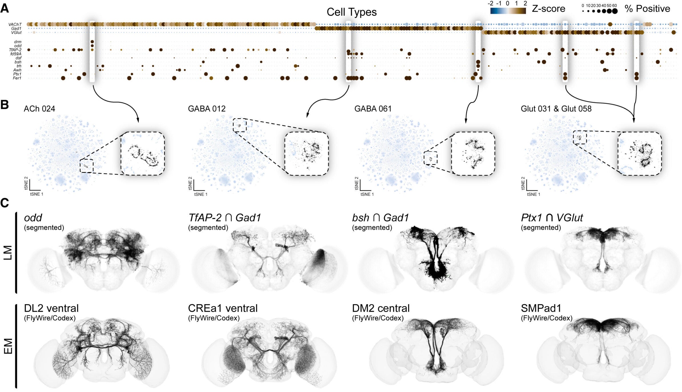Hemilineages define transcriptional cell types in the adult central brain