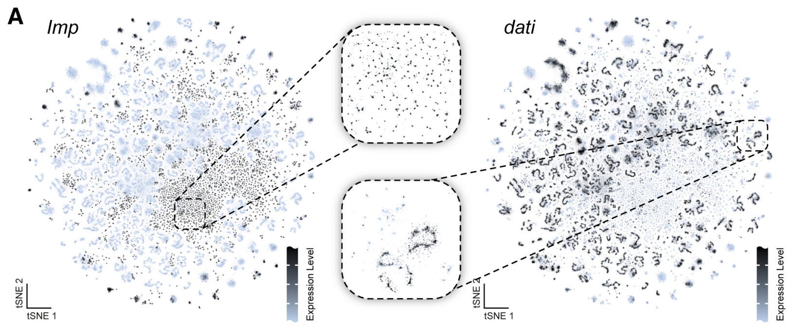 Temporal patterning and transcriptional diversity in the central brain. t-SNEs showing the expression of Imp (left) and dati (right) across all central brain neurons (Kenyon cells removed). Insets (middle) highlight distinct clustering of Imp- and dati-expressing cells, reflecting their transcriptional and spatial organization.