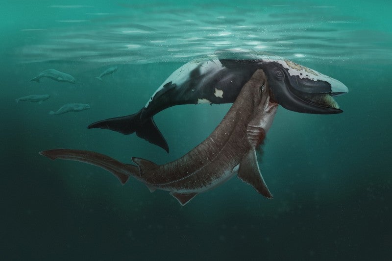 Whale fossils reveal evidence of ancient shark attacks