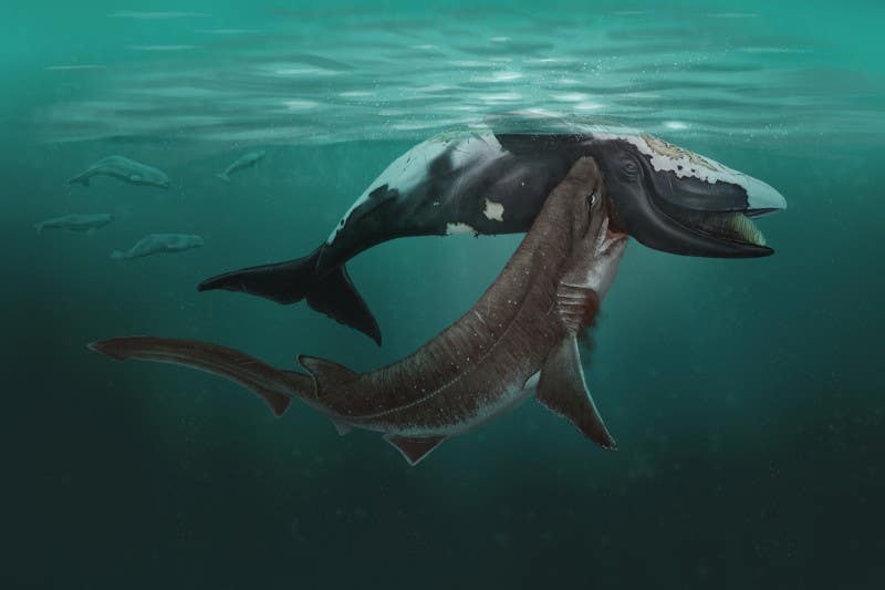 A painted reconstruction of a bluntnose six-gill shark (or cow shark) scavenging on a tiny extinct right whale carcass during the Early Pliocene of the southern North Sea.