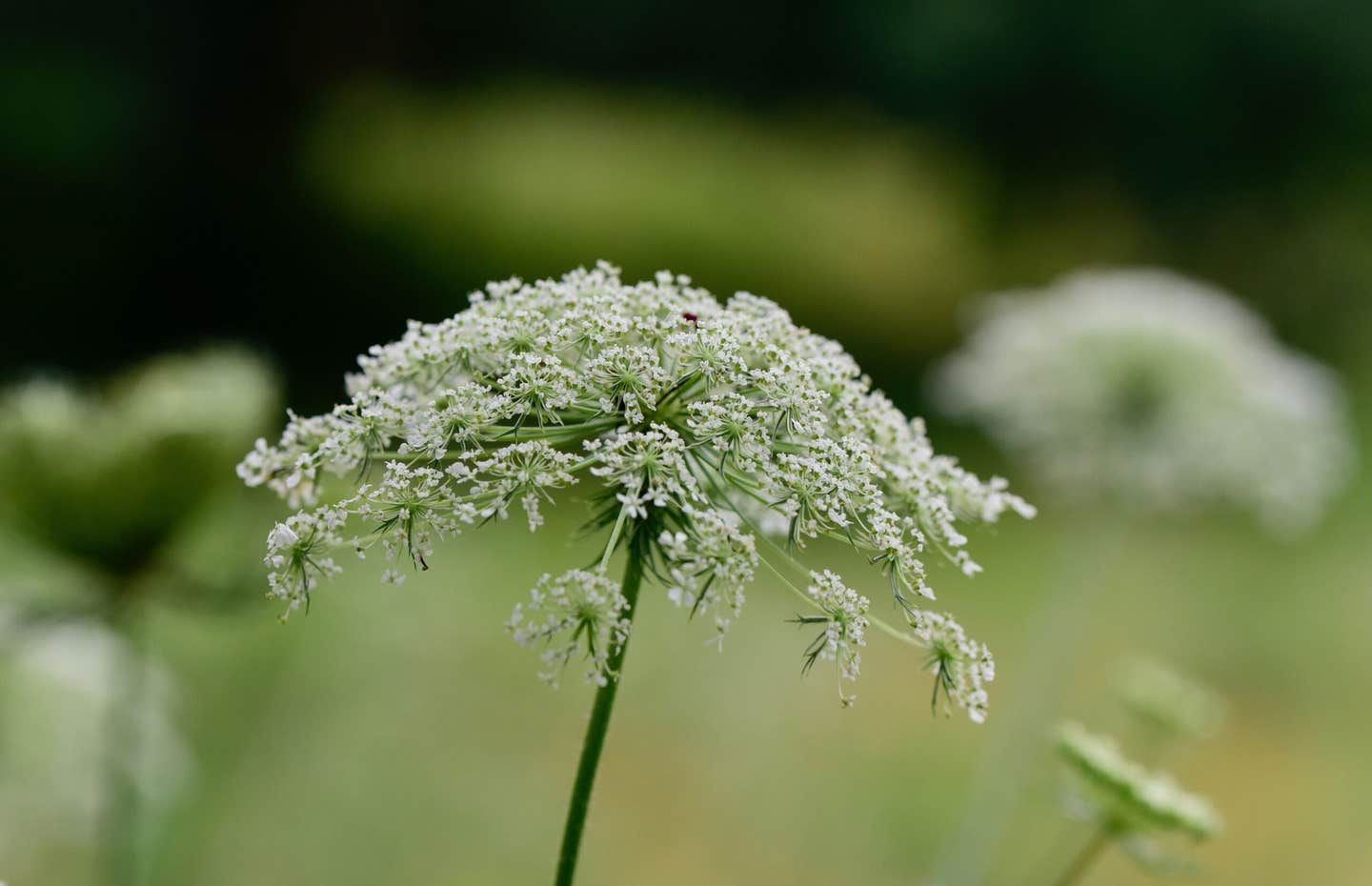 Study suggests tymoviruses infecting crops today may trace their origins to Eurasian plants before the last Ice Age.