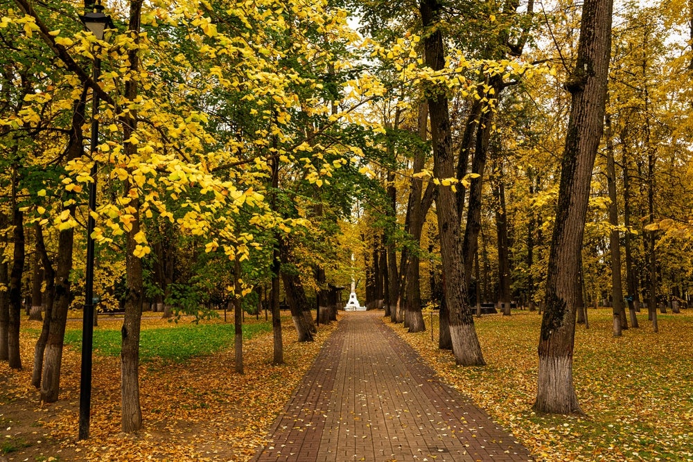 Forests, viewed through this lens, are not simply biological communities rooted in landscape. They are reservoirs of atmospheric carbon made physical. 
