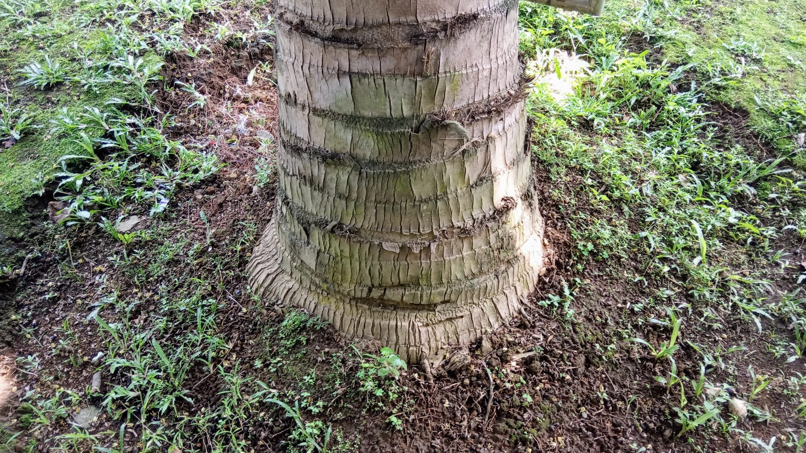 The conventional picture of tree growth positions the soil as the primary contributor. Roots reach downward, nutrients travel upward, mass accumulates. 