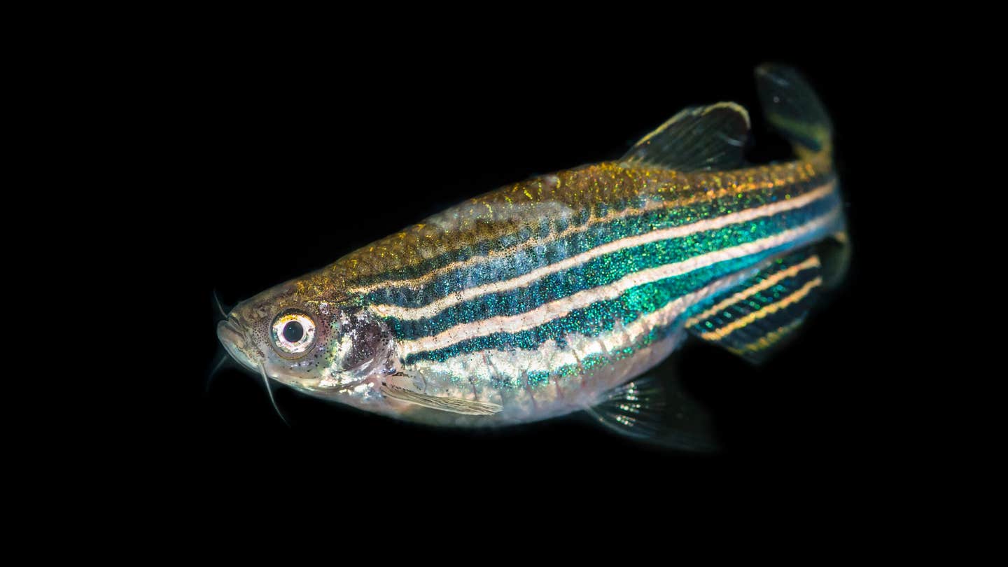 Zebrafish study reveals how brain integrates light signals to control vertical swimming behavior.