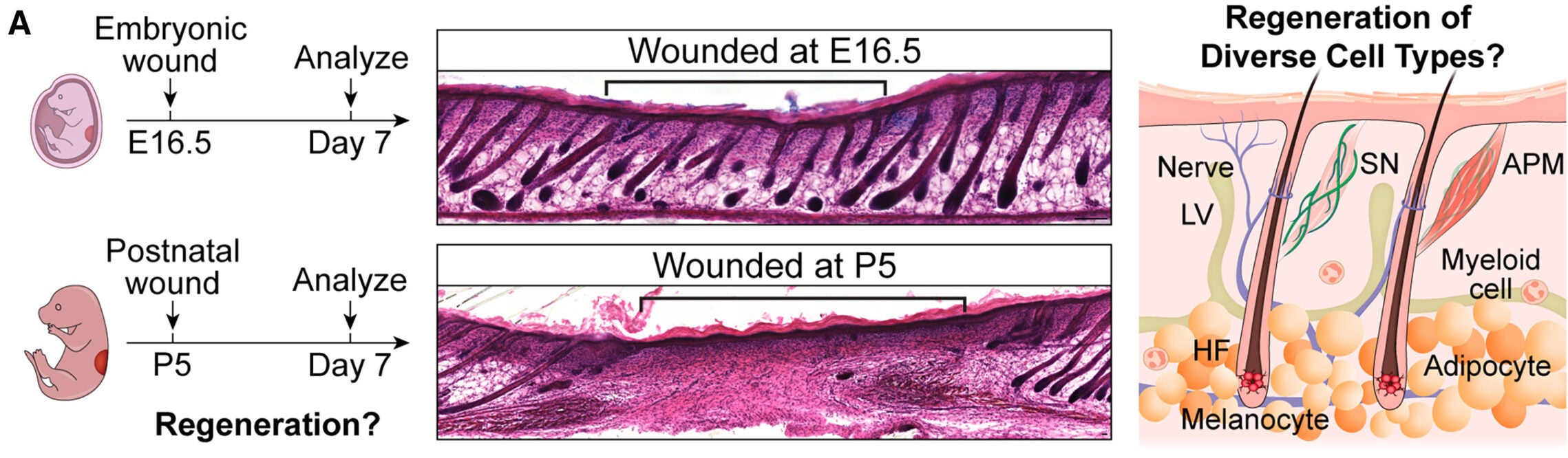 Schematic of wounding at embryonic day 16.5 (E16.5) and postnatal day 5 (P5) (left). Hematoxylin & eosin (H&E) staining of E16.5 and P5 wounded skin 7 days after wounding (center).