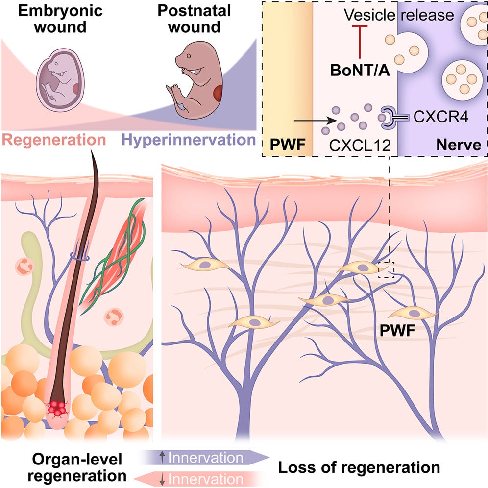 Graphical abstract of the study. 