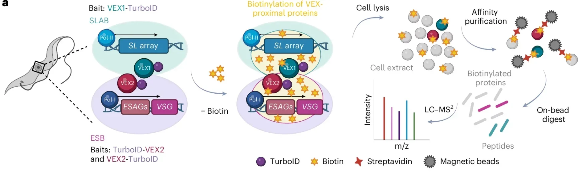 VEX1 and VEX2 PL–MS identified novel ESB-specific, SLAB and NUFIP body components.