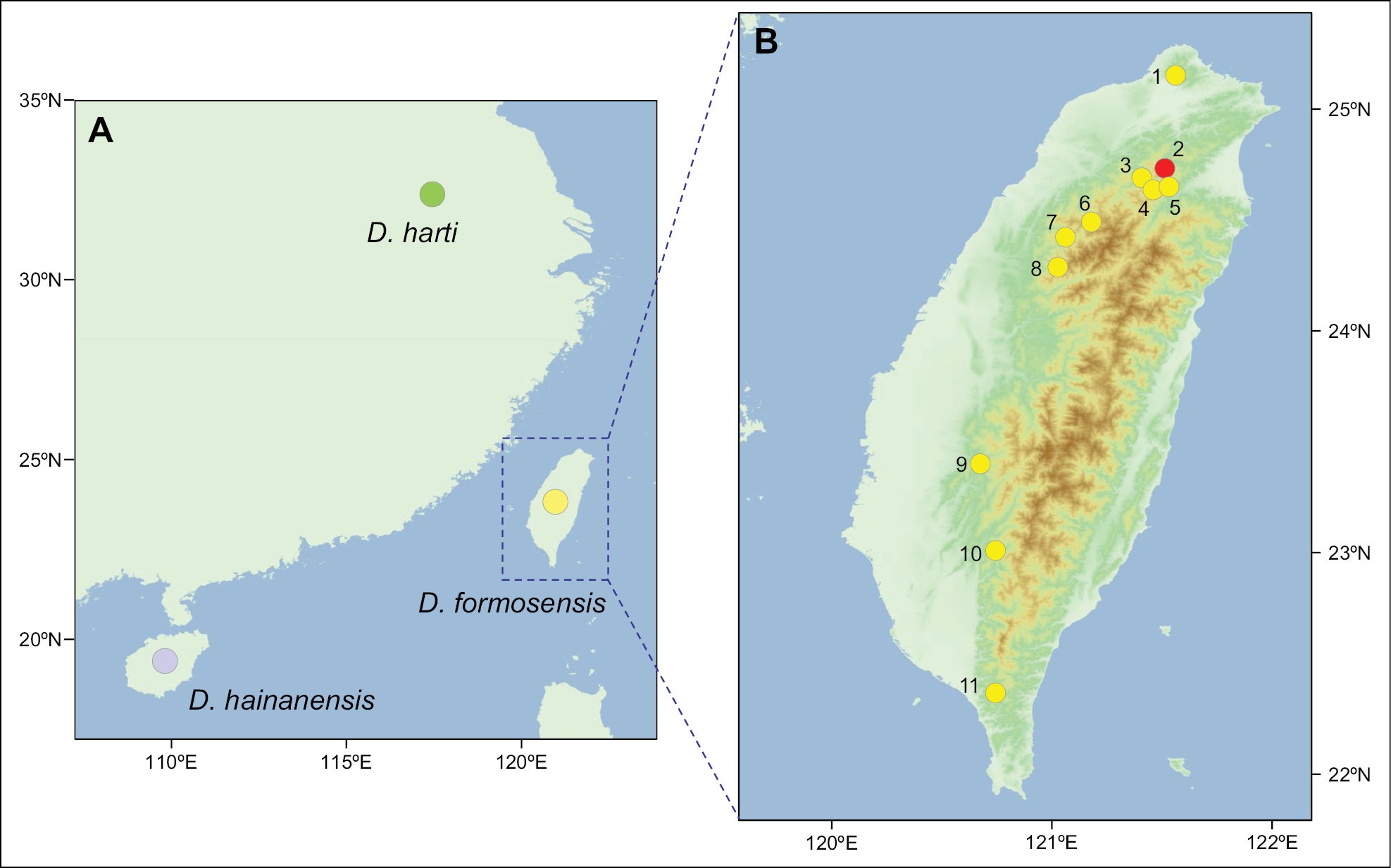 Sample localities in this study: 1 = Yangmingshan, Taipei; 2 = Hinokiyama (type locality in 1930); 3 = Baling, Taoyuan; 4 = Siling, Taoyuan; 5 = Mingchi, Yilan (sampling site of the neotype); 6 = Guanwu, Miaoli; 7 = Xuejian, Miaoli; 8 = Dahsuehshan, Taichung; 9 = Zhongpu, Jiayi; 10 = Tengzhi, Kaohsiung; 11 = Dahanshan, Pingtung.