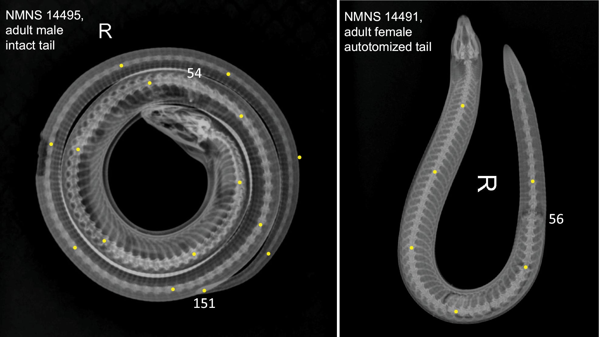 X-ray photographs used to determine the number of presacral vertebrae (VPS; from the atlas to the remnants of the hind limb bones), caudal vertebrae (VC; available only in specimens with an intact tail), and total vertebrae (VT; intact tail only).