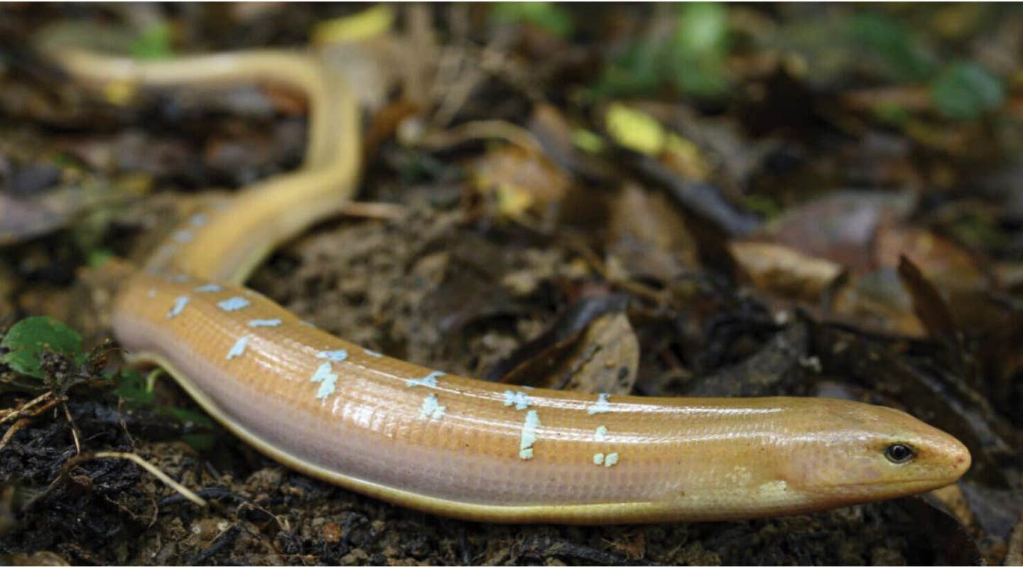 Dopasia formosensis in natural habitat. Photographed by Y-JL.