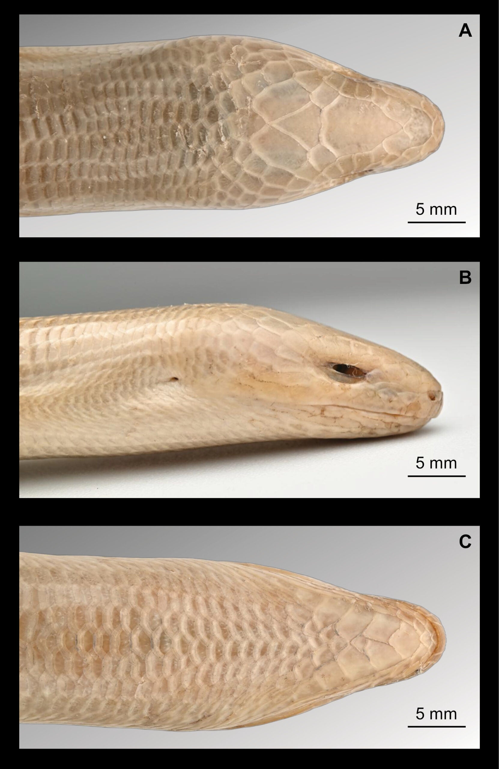 Head morphology of the neotype of Dopasia formosensis (NMNS 14488), an adult male from Mingchi, Yilan County, Taiwan. A. Dorsal view; B. Lateral view; C. Ventral view. Photographed by Chih-Wei Chen and Chin-Chia Shen.