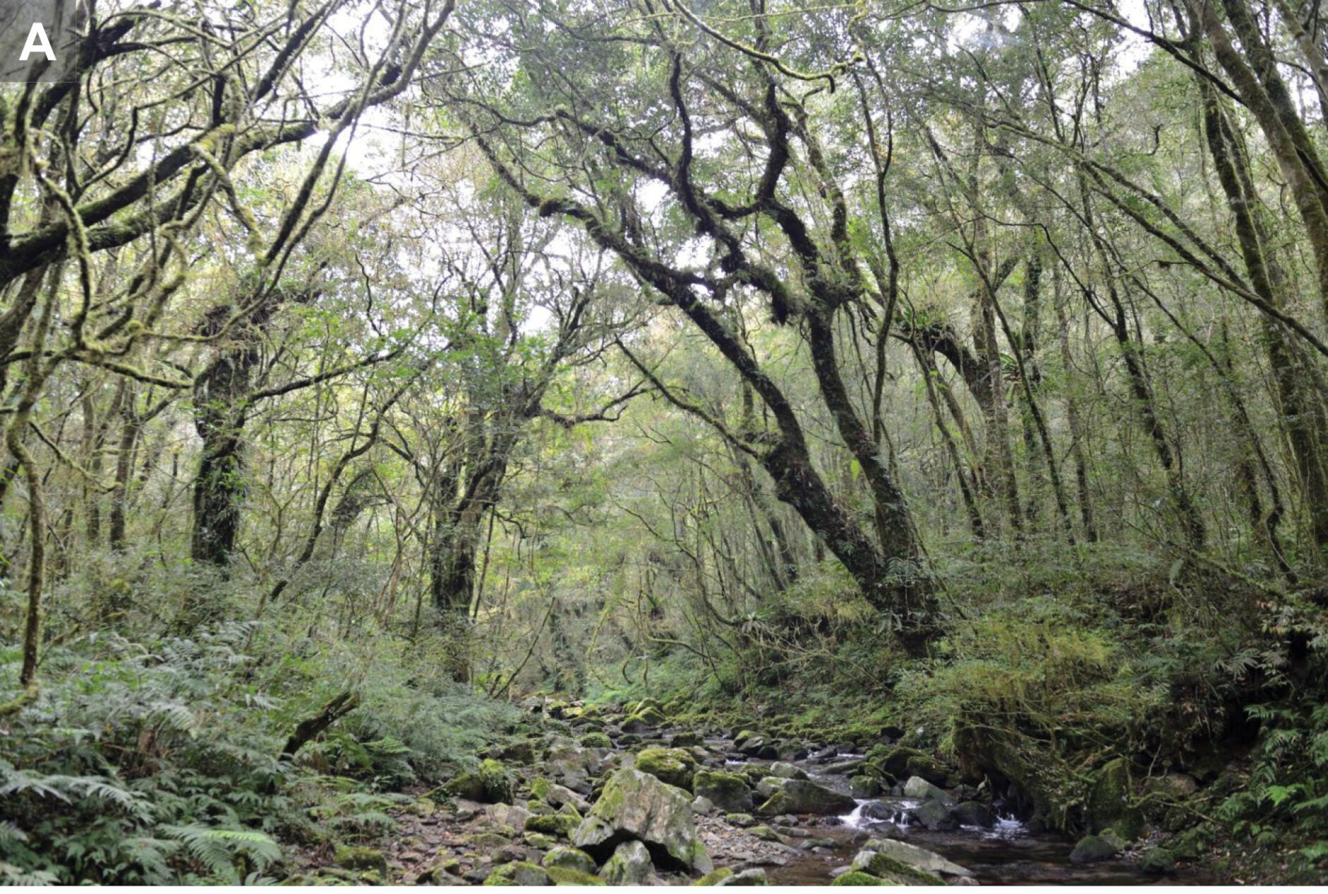 Landscape near the type locality of Dopasia formosensis (Kishida, 1930) in Hinokiyama, currently known as a part of the Fuba Cross-ridge Trail