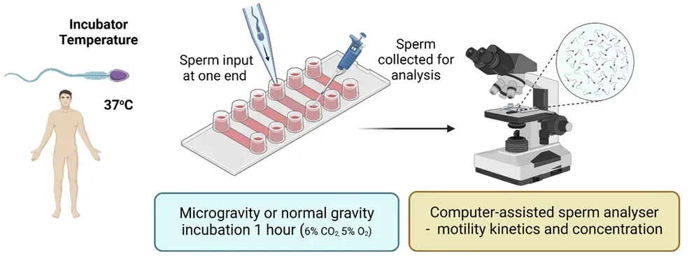 Human spermatozoa challenged to swim through a micro-channel slide under microgravity in either gamete or female fluid mimic media prior to sperm functional assessments (compared to normal gravity control)