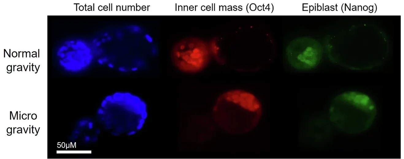 Microgravity exposure during fertilization reduces cleavage rates but increases the proportion of fetal epiblast in subsequent blastocysts in mice.