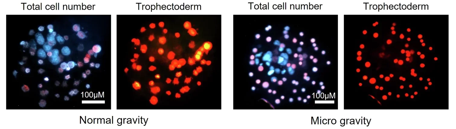 Representative images of blastocyst cell numbers generated from 6 h insemination window at simulated microgravity and normal gravity control, Blue cells = inner cell mass, Red cells = trophectoderm and Blue + Pink = total cell number.