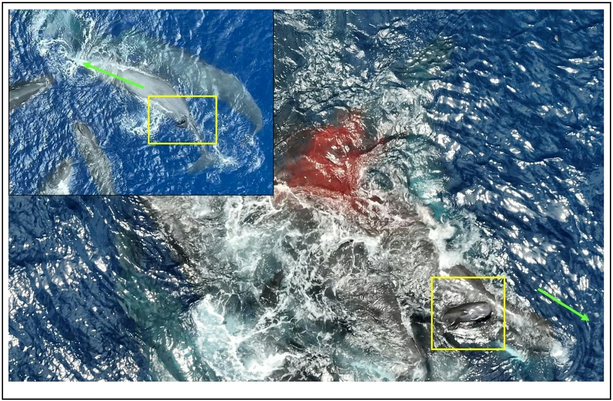 Newborn sperm whale taking its first breath of air (bottom right highlighted by a yellow box) while swimming to its mother’s head. Note the blood from birth is still visible at the center of the image. Inset: flukes emerged first (highlighted by the yellow box), as seen when the mother rolled over approximately 35 minutes before birth. Green arrows denote the swimming orientation of the mother.