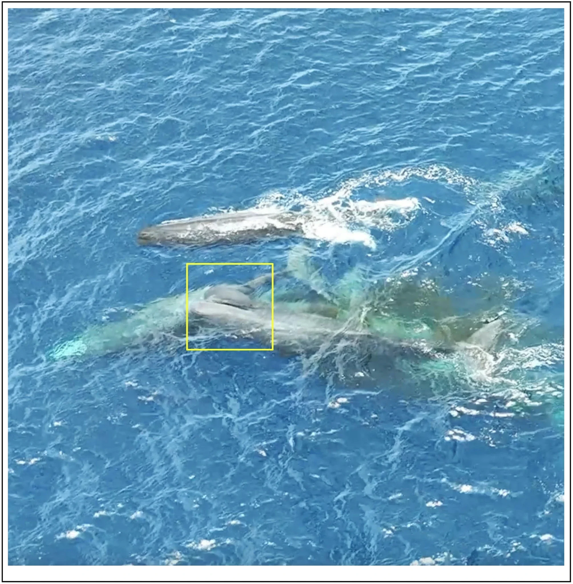 Body of sperm whale newborn as it emerges from mother. White ventral blaze and genital slit of the mother are visible, showing a left occiput posterior position of the emerging newborn.