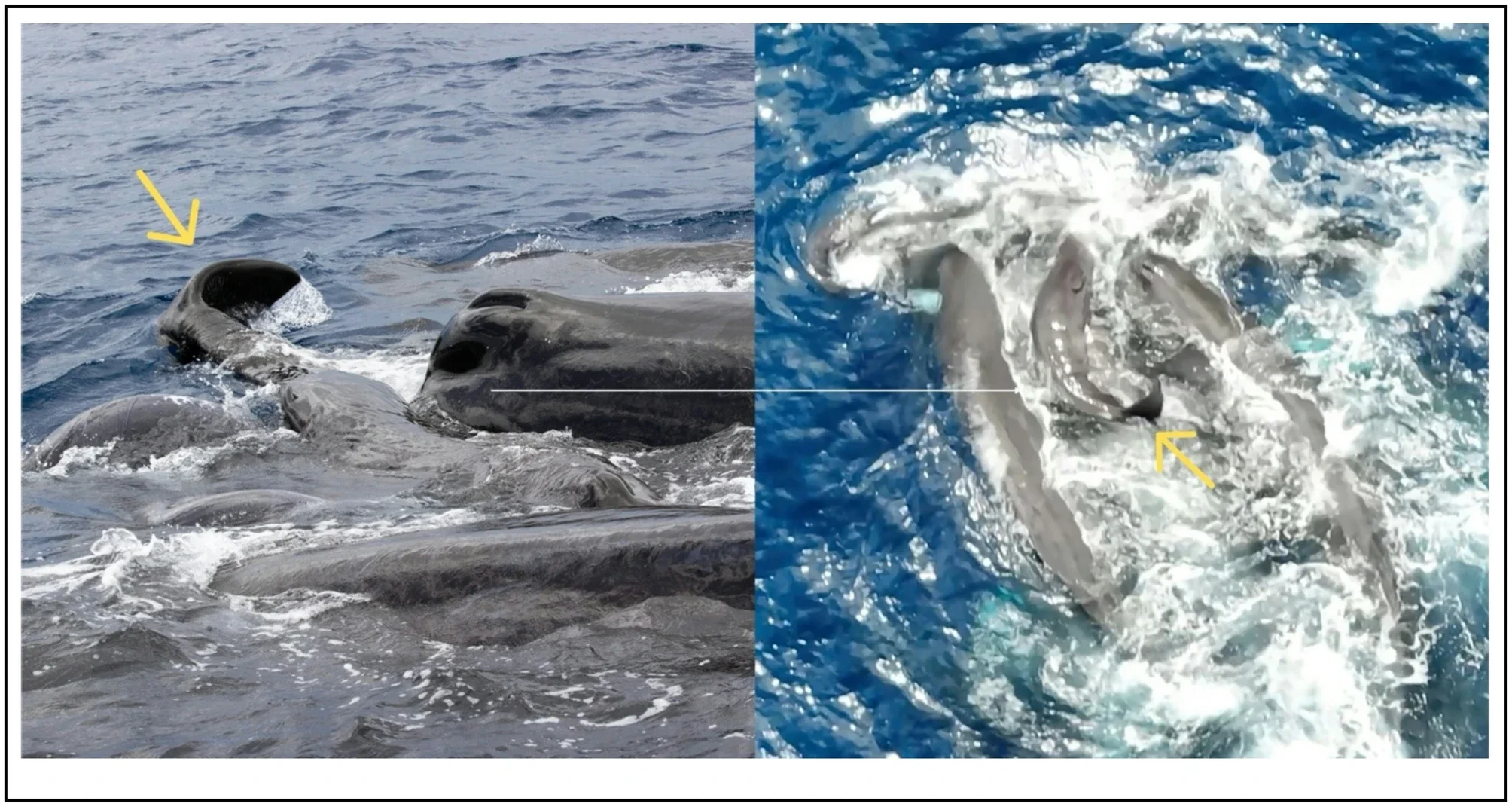 Newborn sperm whale being lifted by several members of Unit A. A) DSLR image on the left. B) The umbilical cord can be observed in the drone image. The fluke was still folded (yellow arrow), and the newborn lacked rigidity and was supported/lifted by other members of Unit A.