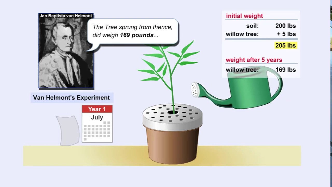The Flemish scientist had planted a 5-pound sapling in 200 pounds of carefully dried earth. 