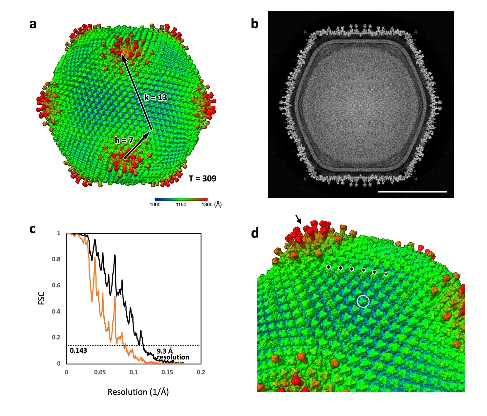 A joint research team discovered and characterized ushikuvirus, a new giant DNA virus that infects vermamoeba. This image (a) shows the 3D reconstruction of the virus, highlighting its spiked capsid (d).