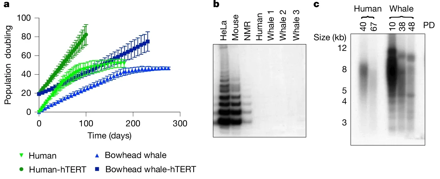 Bowhead whale fibroblasts exhibit senescence with reduced SASP and low basal p53 activity.